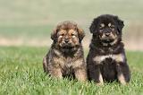DOGUE DU TIBET 258